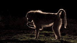 Web_RichardBernabe_GoodWildlifePhoto_1920x1080_notext.jpg Web_RichardBernabe_GoodWildlifePhoto_1920x1080_notext.jpg